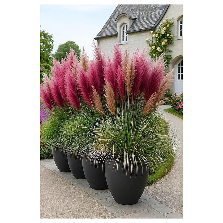 Marron and brown Pampas Grass Flower Seeds for Planting – Heirloom &amp; Non-GMO Ornamental Garden Seeds | Neera Seeds product photo [neera-v4-162b46907d4c3eb3e55b]