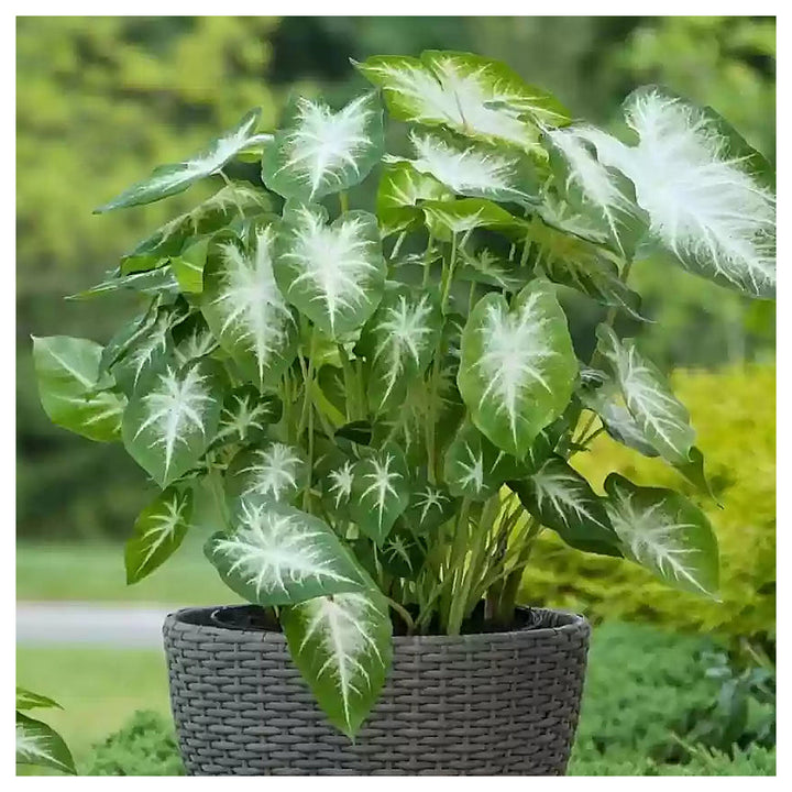 Leaf Caladium Aaron Seeds – Heirloom, Non-GMO, High Germination Organic Garden Seeds for Planting | Neera Seeds product photo [neera-v4-163008c5400b94fd2ab8]