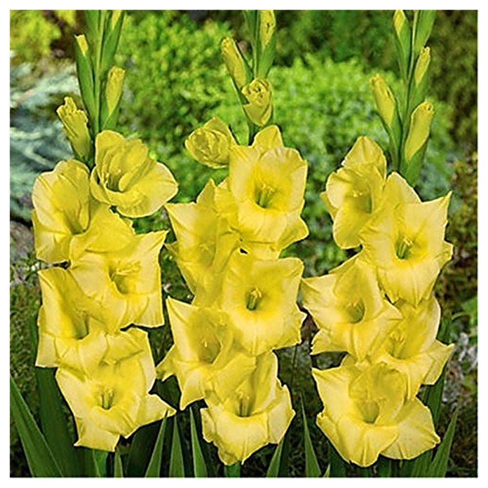 Heirloom Fresh Yellow Gladiolus Flower Seeds for Planting – Non-GMO, High Germination Organic Garden Seeds | Neera Seeds product photo [neera-v4-16369bd51db355bdcf41]