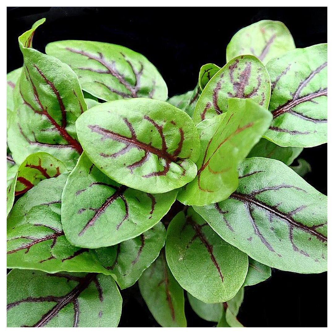 Red-Veined Sorrel Seeds (Rumex Sanguineus) – Heirloom, Non-GMO, High Germination Organic Garden Seeds for Planting  | Neera Seeds product photo [neera-v4-1636ae49bf3cae0252b5]