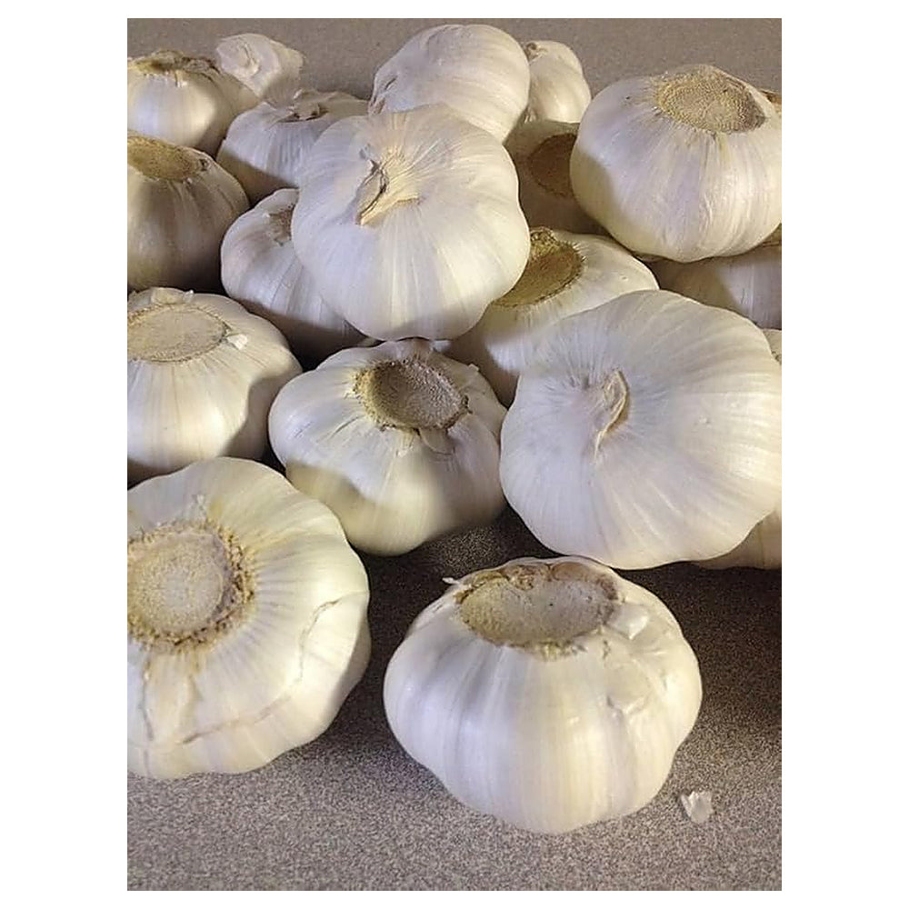 Garlic Softneck Seeds for Planting – High Yield, Non-GMO, Cold-Hardy Organic Garden Seeds | Neera Seeds product photo [neera-v4-164490792bb4cb518c10]