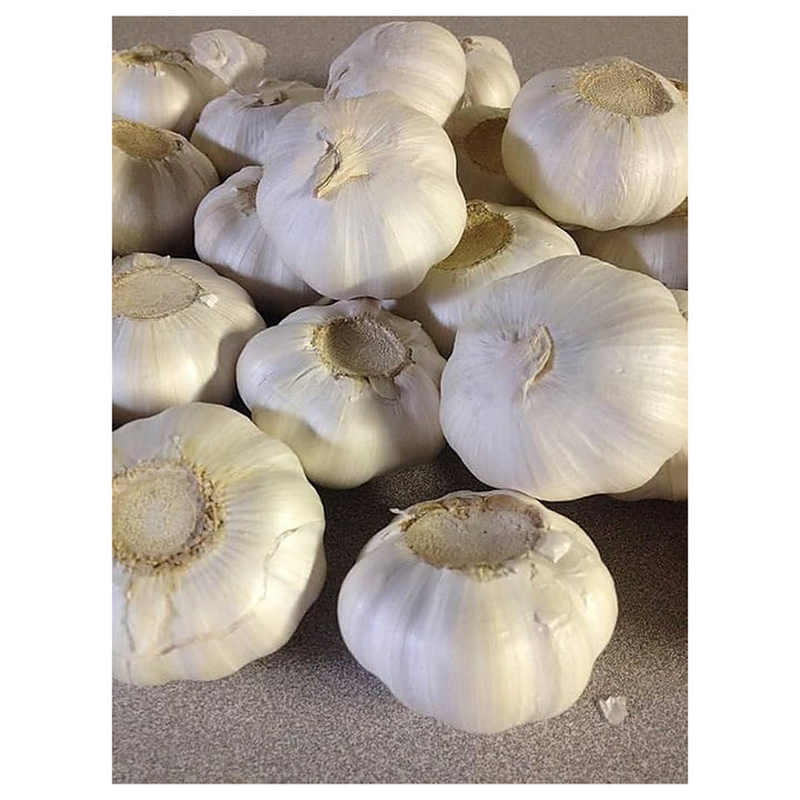 Garlic Softneck Seeds for Planting – High Yield, Non-GMO, Cold-Hardy Organic Garden Seeds | Neera Seeds product photo [neera-v4-164490792bb4cb518c10]