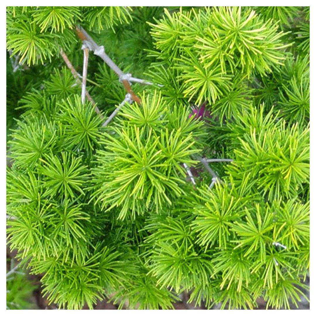 Myriocladus Plant Seeds – Heirloom Non-GMO Ornamental Bamboo Seeds for Lush Garden Growth | Neera Seeds product photo [neera-v4-165f8bed6c16660ac2de]