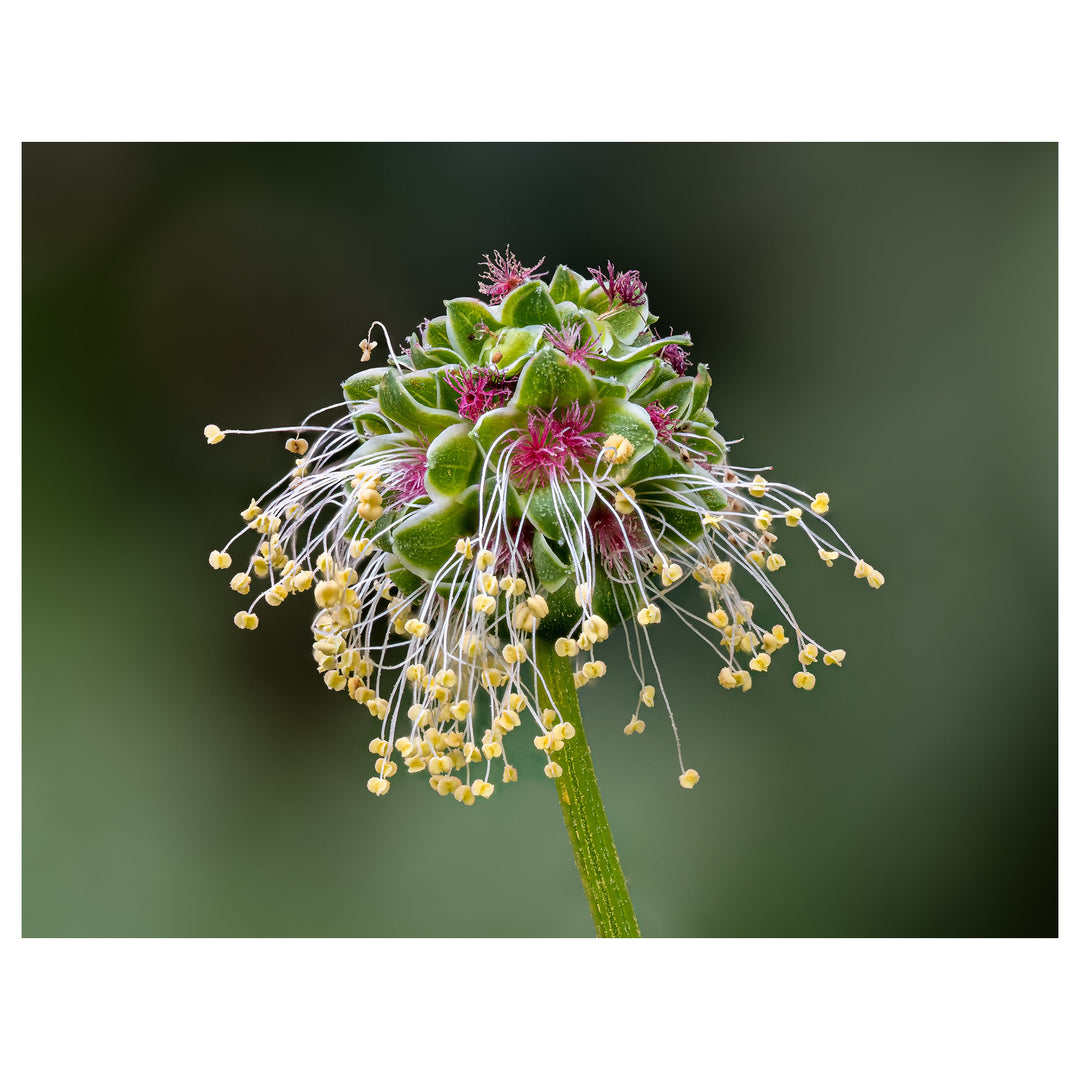 Heirloom Non-GMO Sanguisorba Flower Seeds for Planting – Unique Ornamental Garden Seeds | Neera Seeds product photo [neera-v4-166221826bd795686d8d]