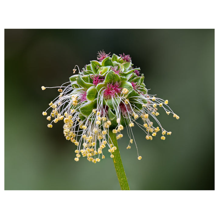 Heirloom Non-GMO Sanguisorba Flower Seeds for Planting – Unique Ornamental Garden Seeds | Neera Seeds product photo [neera-v4-166221826bd795686d8d]