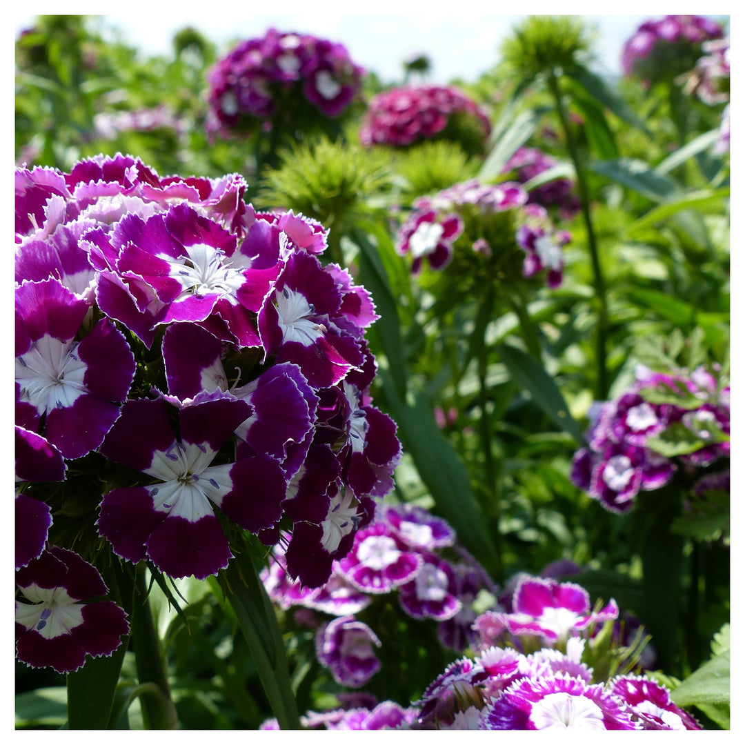 Organic Dianthus Flower Seeds Purple & White for Planting – Heirloom, Non-GMO | Neera Seeds product photo [neera-v4-166eb51b981ec87c4e88]