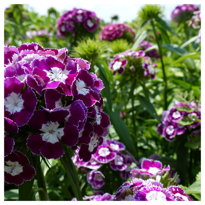 Organic Dianthus Flower Seeds Purple &amp; White for Planting – Heirloom, Non-GMO | Neera Seeds product photo [neera-v4-166eb51b981ec87c4e88]