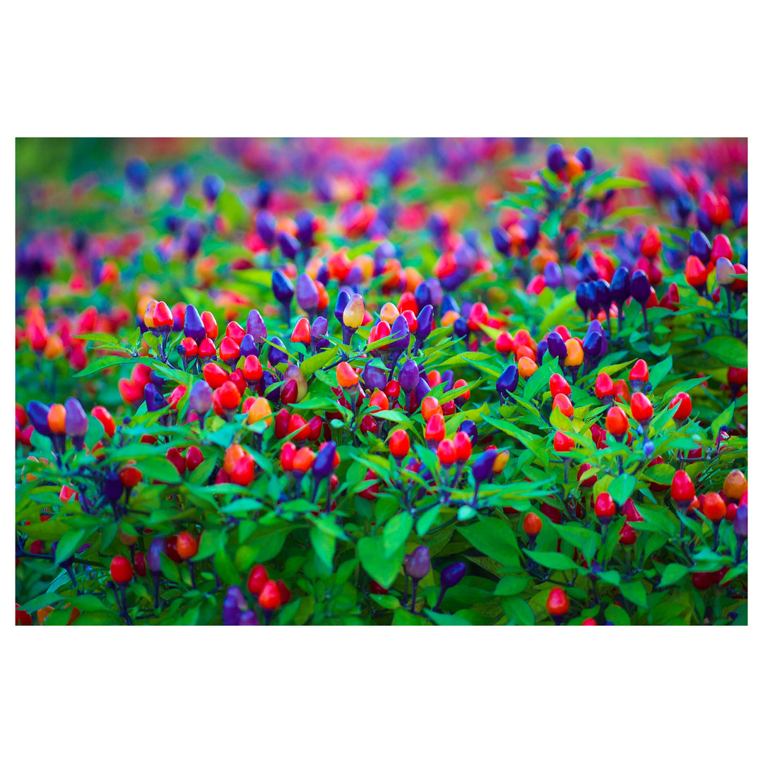 Hot Ornamental Filius Pepper Seeds for Planting – Heirloom, Non-GMO, High Germination Organic Garden Seeds | Neera Seeds product photo [neera-v4-167468cf27913c02dc2c]