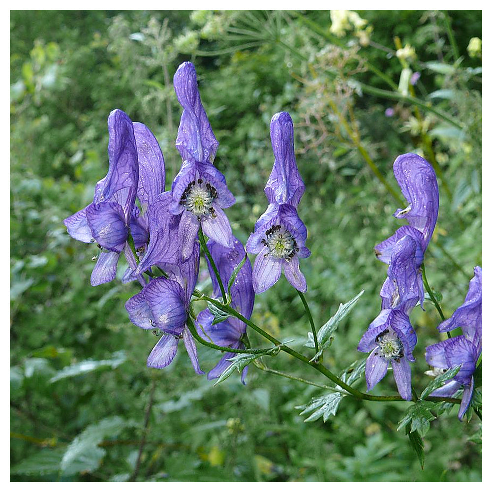 Organic Heirloom Aconitum Flower Seeds for Planting – Unique Variety Non-GMO Shade Blooms, High Germination | Neera Seeds product photo [neera-v4-1678ad9223b25258798c]