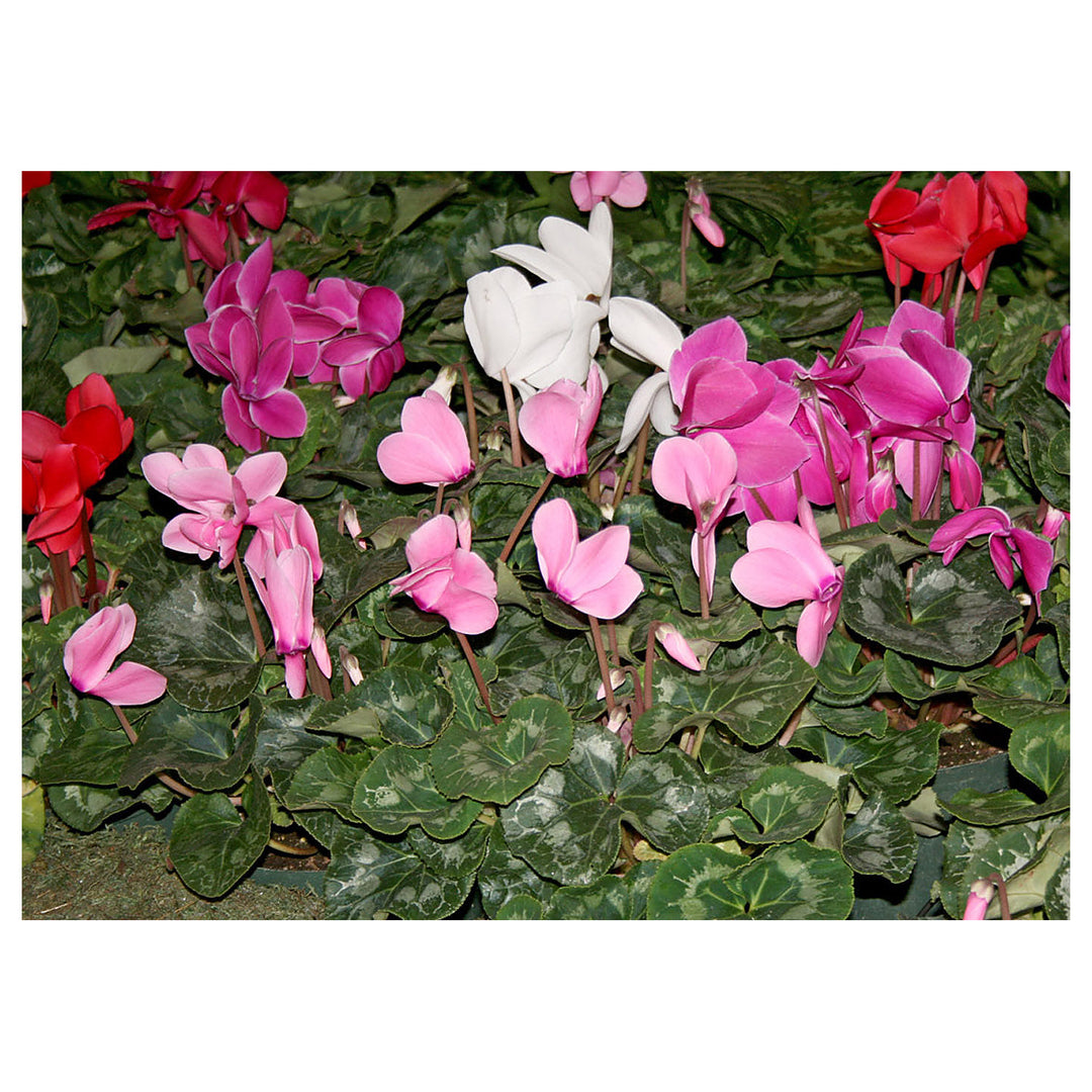Pink &amp; White Cyclamen Seeds – Heirloom, Non-GMO, Elegant Winter Flowers for Indoor &amp; Outdoor Planting | Neera Seeds product photo [neera-v4-1681a634fc2fd95a6cc5]