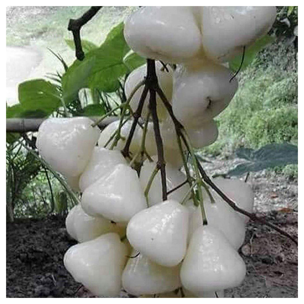 White Chojubai Plant Seeds for Planting | Heirloom Non-GMO Organic Seeds for Rare, Beautiful Fruits | Neera Seeds product photo [neera-v4-16845be3ab9a53722bc0]