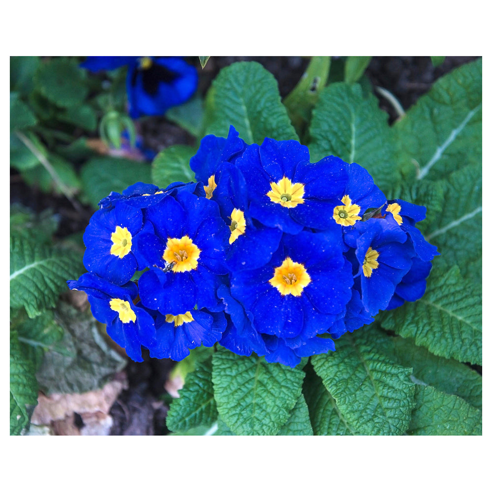 Heirloom Non-GMO Blue Yellow Primrose Flower Seeds for Garden Planting – Early Blooming Beauties | Neera Seeds product photo [neera-v4-16850823b5151c437b07]