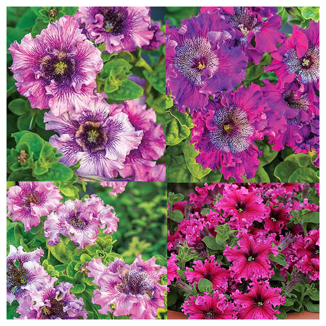 Mixed Color Petunia Rare Gift Beautiful Flowers Flower Seeds Home Garden Planting, Landscape | Neera Seeds product photo [neera-v4-16897724e17a0aa6d1a7]
