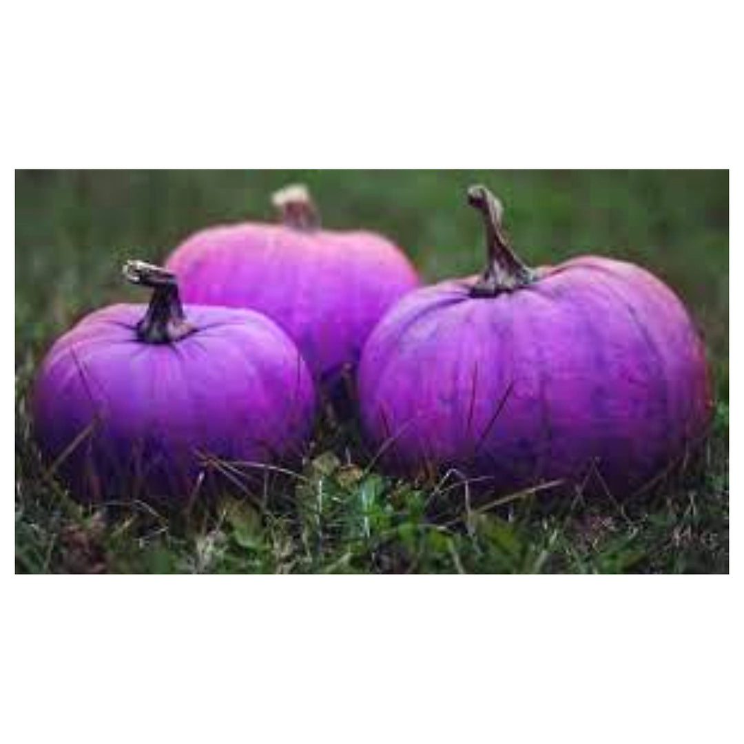 Purple Pumpkin Seeds for Planting – Heirloom, Non-GMO, High Germination Organic Garden Seeds | Neera Seeds product photo [neera-v4-1694884a214d223b4d57]
