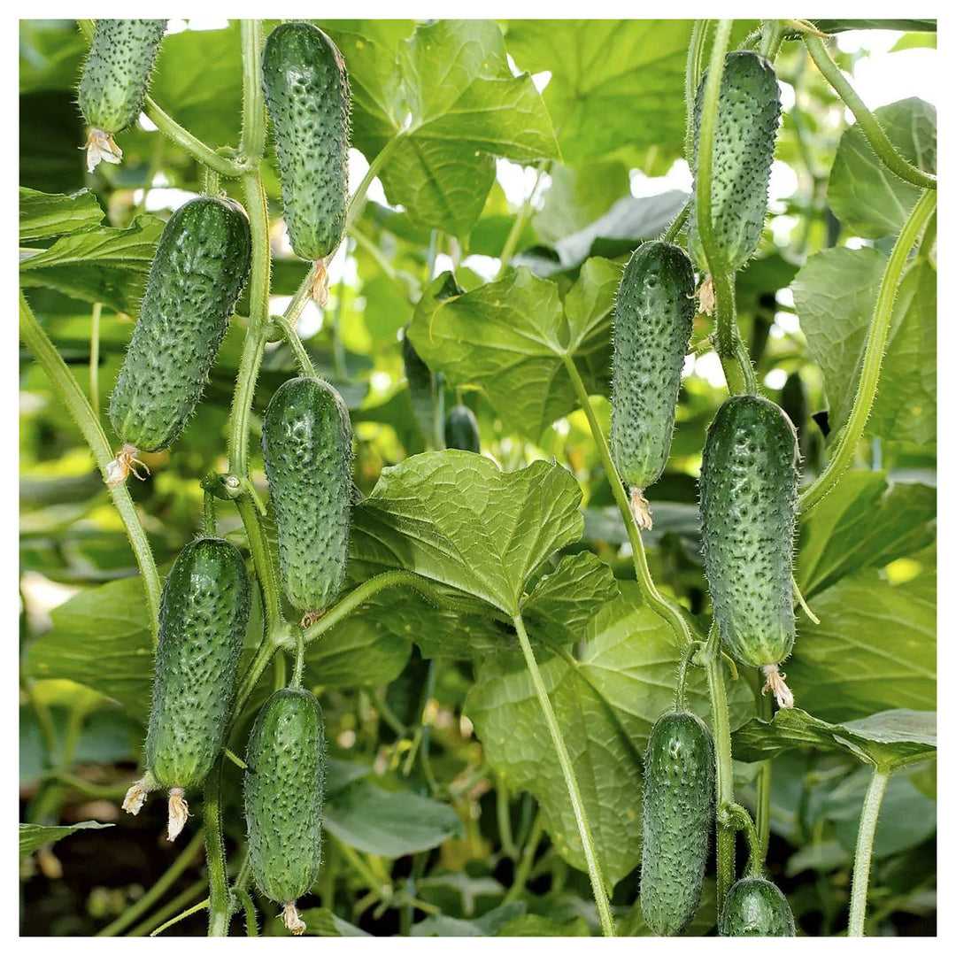 Cucumber Seeds Arctic F1 (Parthenocarpic) – Heirloom, Non-GMO, High Germination, Organic Garden Seeds | Neera Seeds product photo [neera-v4-16bc7b833d0ad3095052]