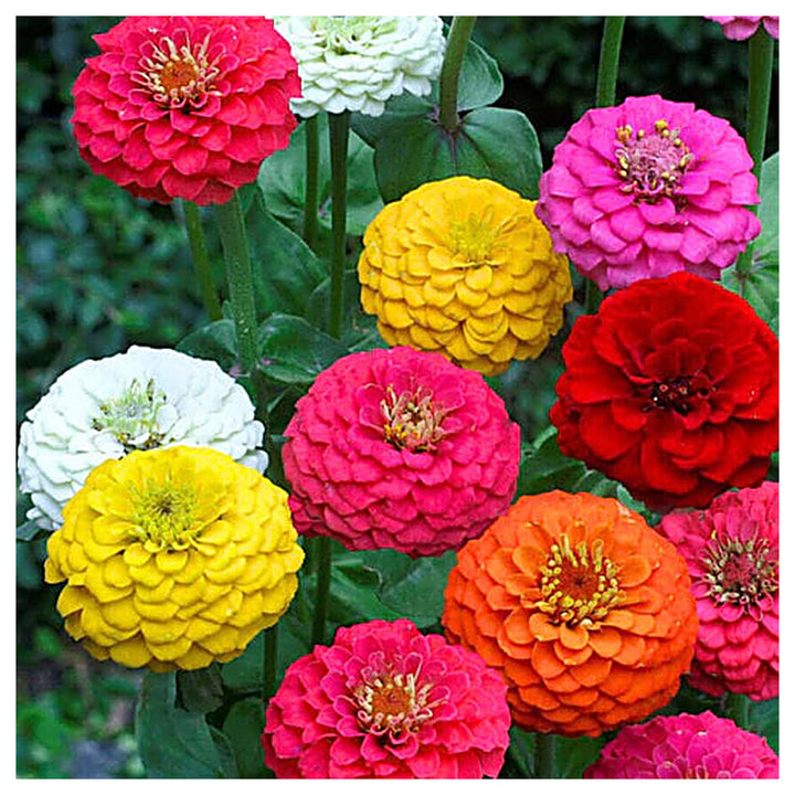 Zinnia Double Mixed Flower Seeds for Planting – Vibrant, Heirloom, Non-GMO, High Germination Garden Flower Seeds | Neera Seeds product photo [neera-v4-16c33909305b1623df9a]