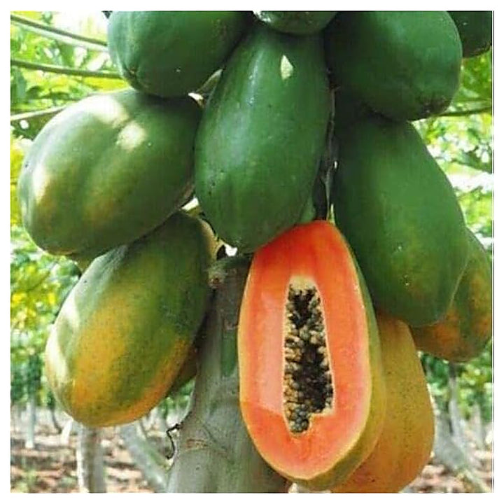 Dwarf Waimanalo Papaya Fruit Seeds for Planting – Heirloom Non-GMO High Germination Organic Garden Seeds | Neera Seeds product photo [neera-v4-16ca48435bfb86bb2a81]