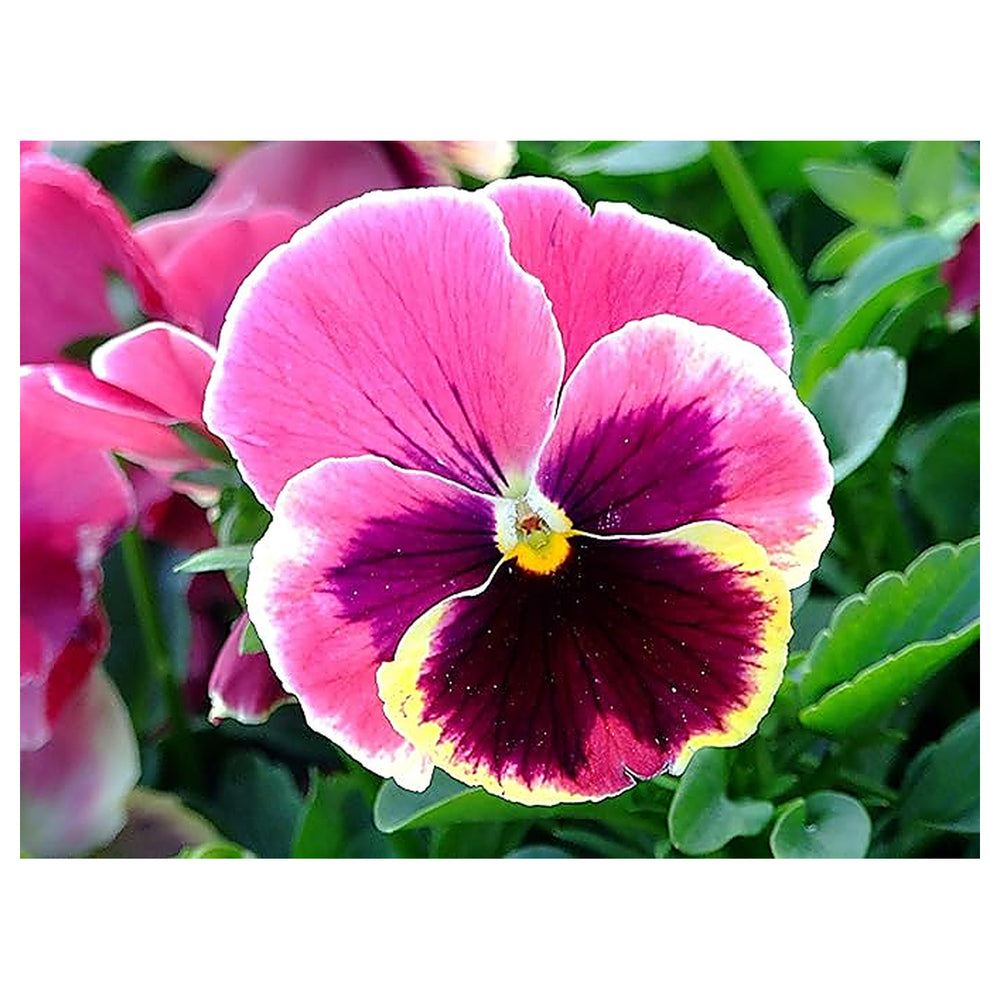 Heirloom Pansy Flower Seeds for Planting, Non-GMO | Neera Seeds product photo [neera-v4-16cf2823ad14d14965d5]