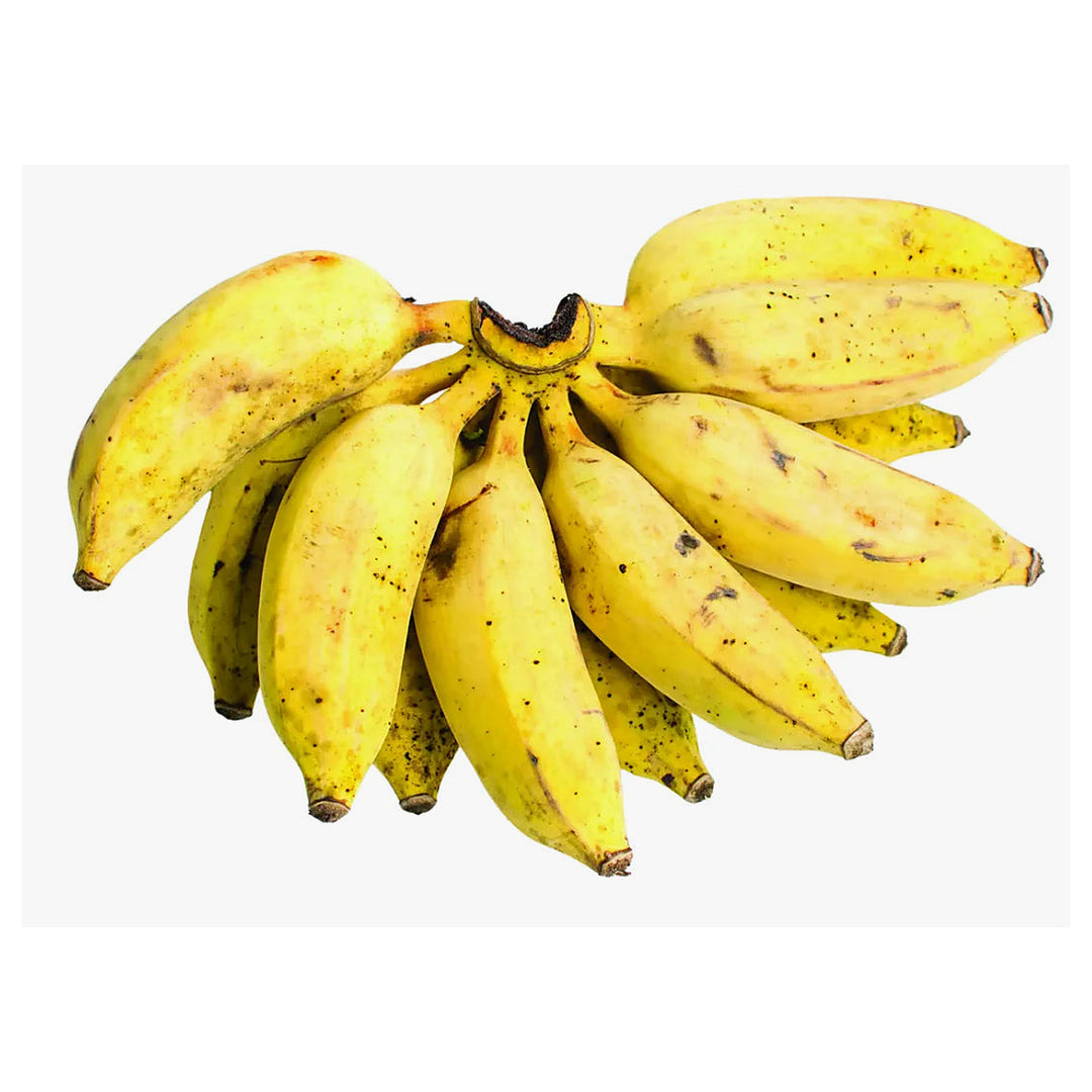 Goldfinger Banana Fruit Tree Seeds for Planting – Grow Exotic Banana Trees in Your Yard, Heirloom & Non-GMO Seeds | Neera Seeds product photo [neera-v4-16df47eb047f6757b4ba]