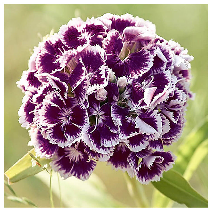 Heirloom Non-GMO Dianthus Flower Seeds for Planting – Fragrant Hardy Blooms for Garden &amp; Borders | Neera Seeds product photo [neera-v4-16e29cc0c662a0e62e64]