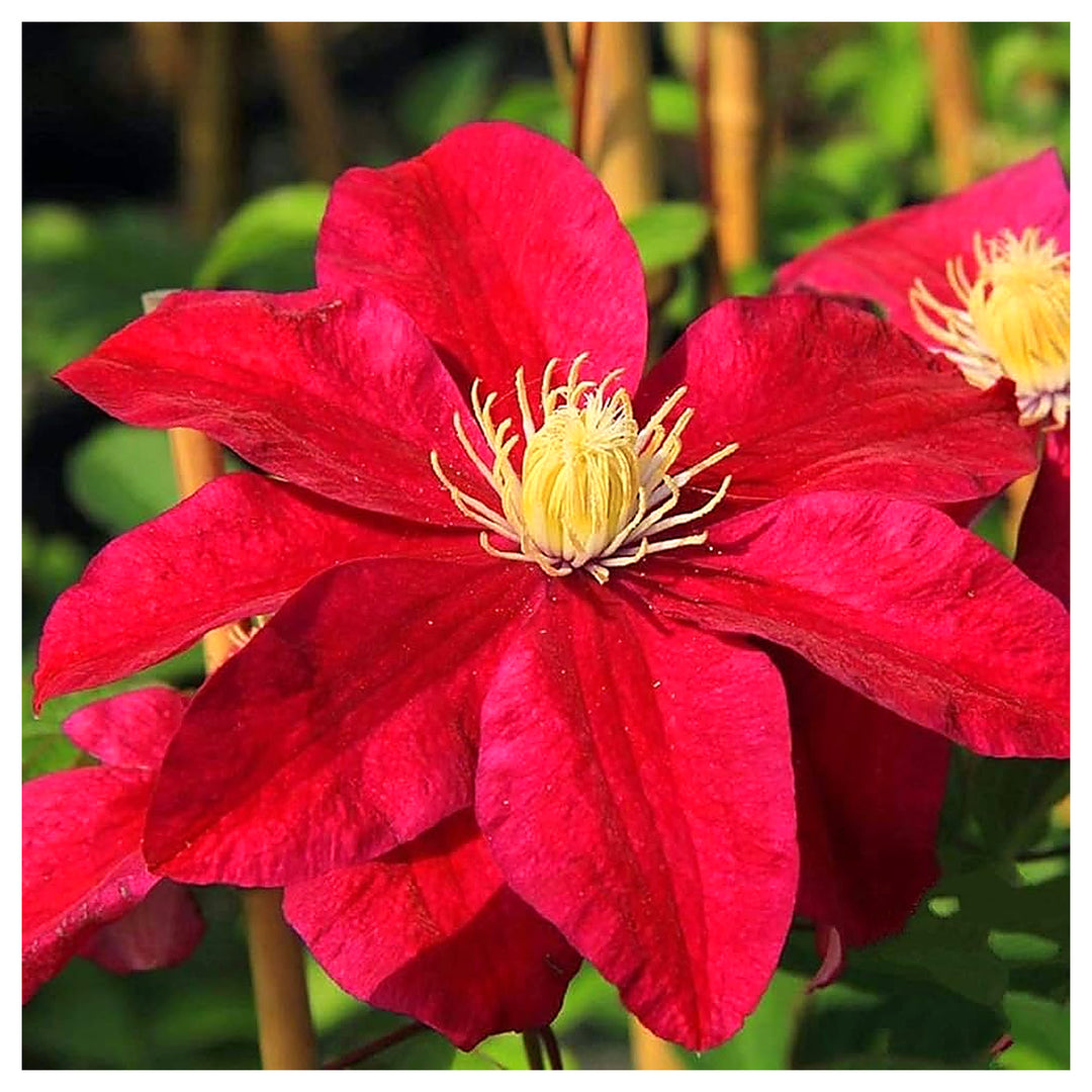 Red Clematis Star To Climbing Plant Flower Flower Seeds for Home Garden Planting, Lush Organic | Neera Seeds product photo [neera-v4-16e86e699254476e3894]