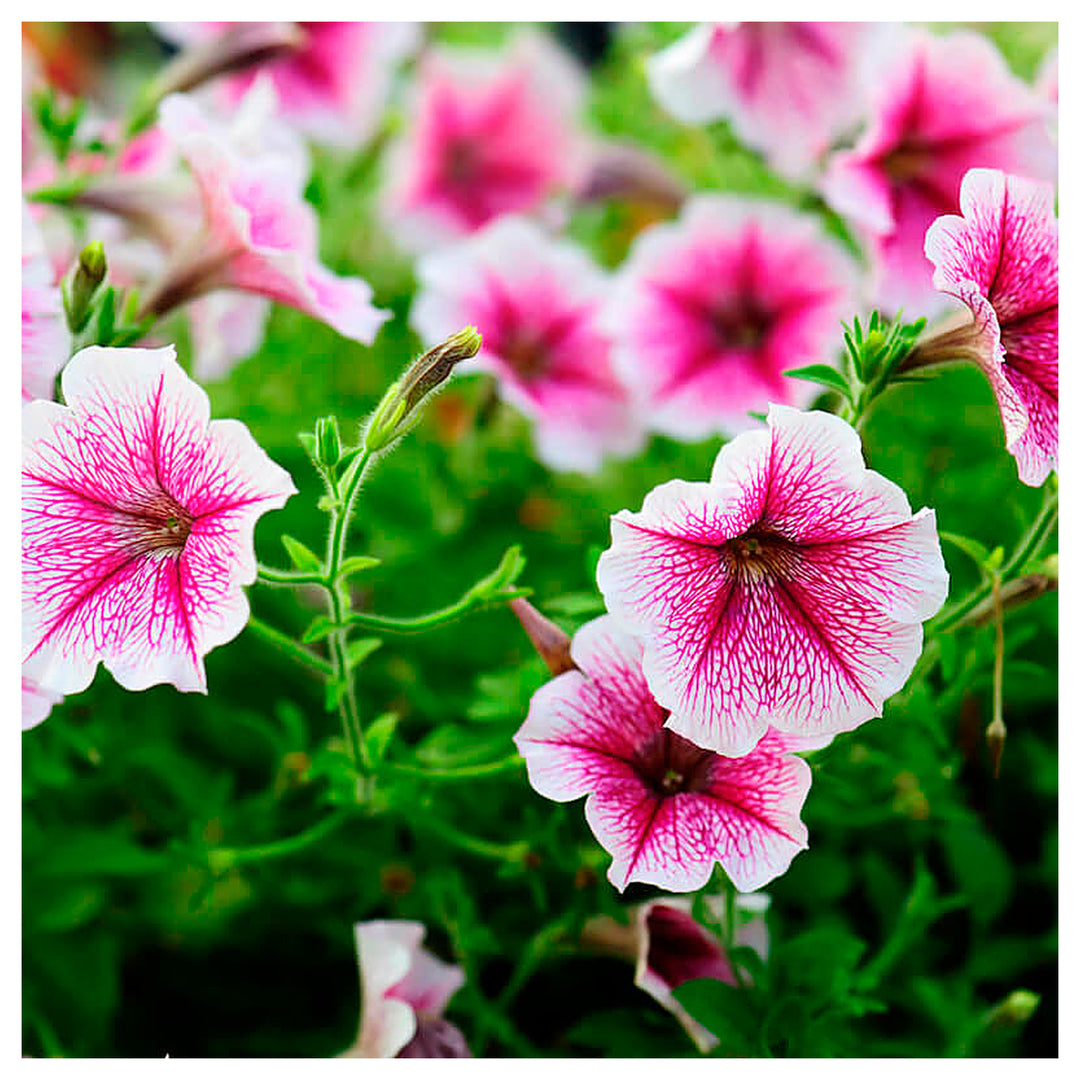 Pale Pink Petunia Flower Seeds for Planting - Heirloom, NON-GMO, Easy to Grow Garden Blooms | Neera Seeds product photo [neera-v4-16febd5628b432f96caf]
