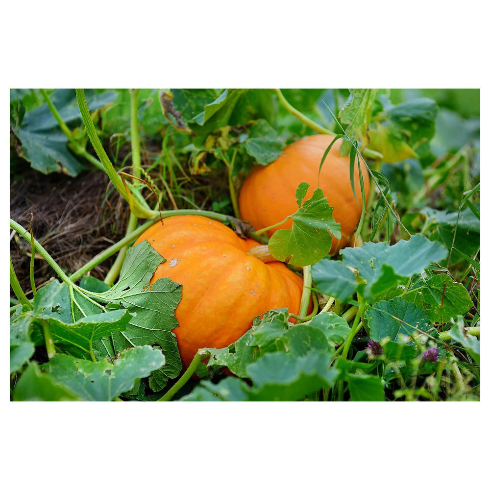 Pumpkin Seeds for Planting – Heirloom, Non-GMO Vegetable Garden Seeds for High Yield and Fast Germination | Neera Seeds product photo [neera-v4-1701d3455e041326e4fe]