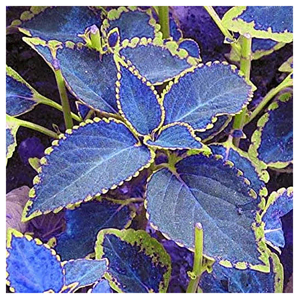 Heirloom Non-GMO Coleus Blumei Flower Seeds – Colorful Foliage Seeds for Planting, High Germination Organic Garden  | Neera Seeds product photo [neera-v4-17023140db03637b5289]