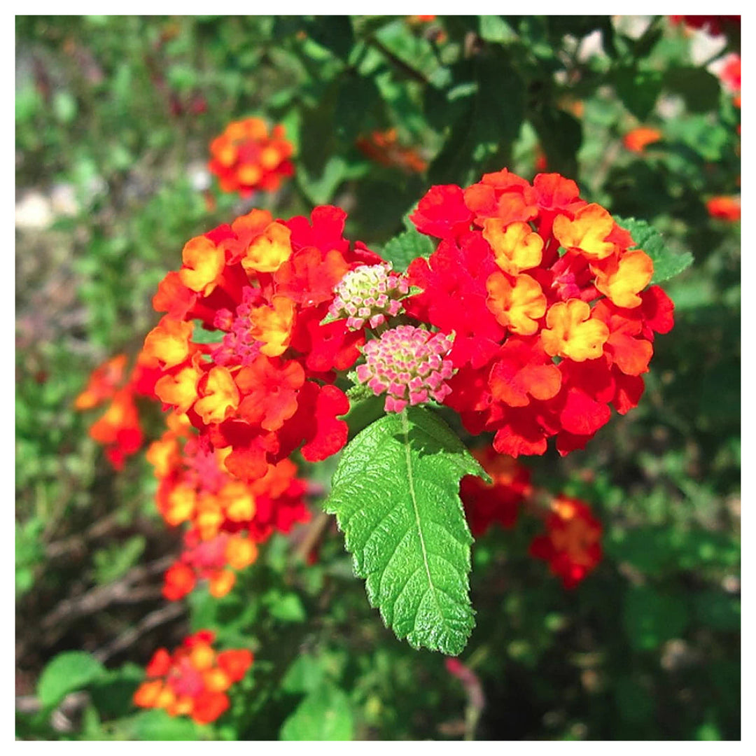 Heirloom Non-GMO Green Lantana Plant Seeds for Butterfly-Friendly Garden Planting | Neera Seeds product photo [neera-v4-170af10d54ad69ac116d]