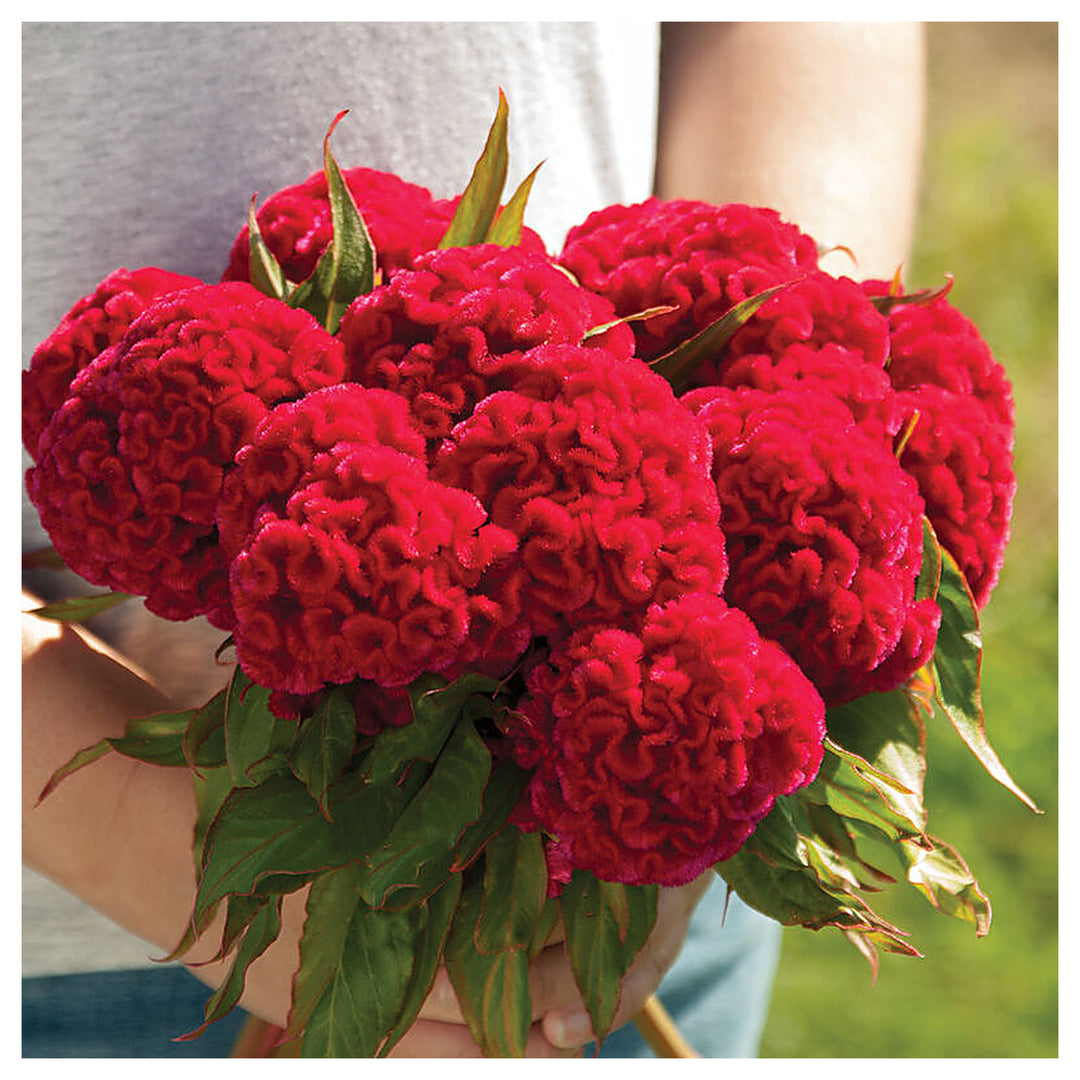 Celosia Flower Seeds, Heirloom, Non-GMO Vibrant Amaranthine Blooms for Summer Gardens | Neera Seeds product photo [neera-v4-170bc8bddf129f856df2]