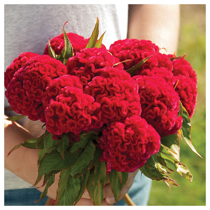 Celosia Flower Seeds, Heirloom, Non-GMO Vibrant Amaranthine Blooms for Summer Gardens | Neera Seeds product photo [neera-v4-170bc8bddf129f856df2]
