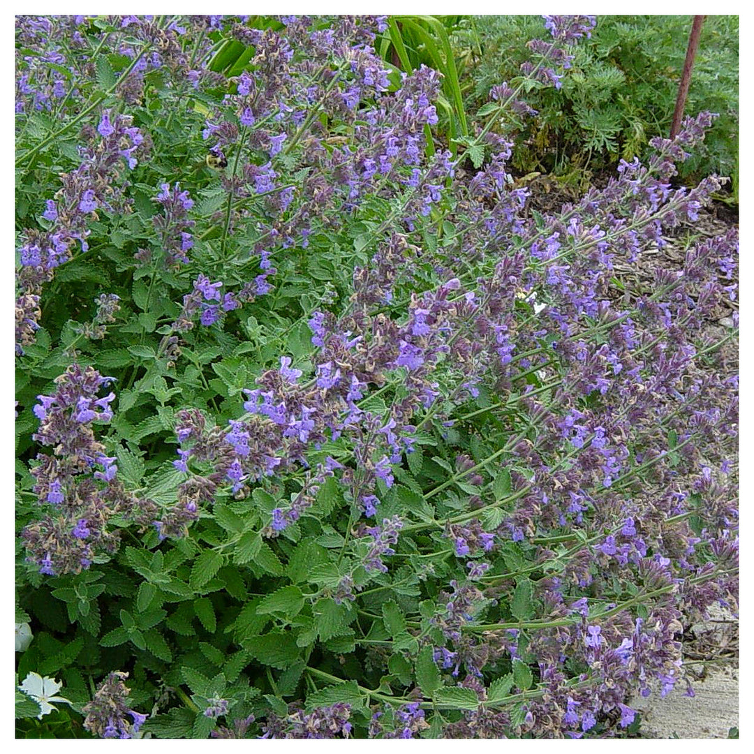 Nepeta Racemosa Flower Seeds for Planting – Heirloom, Non-GMO, High Germination Organic Garden Seeds | Neera Seeds product photo [neera-v4-170ff82eeaff28c457d8]