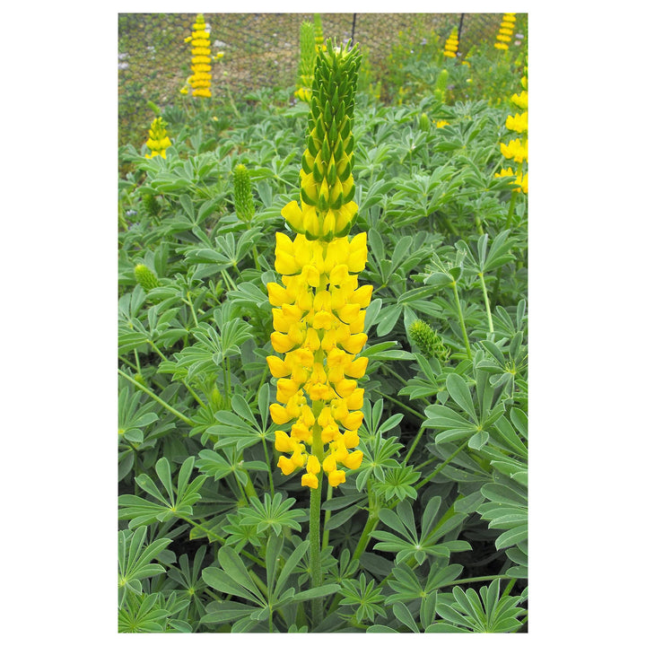 Yellow Lupine Flower Seeds for Planting – Heirloom, Non-GMO, High Germination Garden Seeds | Neera Seeds product photo [neera-v4-17123dbaf3b95aafe68b]