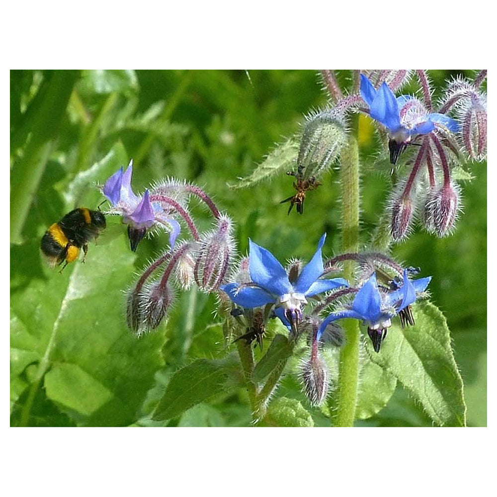 Borage Dark Blue Seeds for Planting – Organic, Heirloom, Non-GMO Flower Seeds | Neera Seeds product photo [neera-v4-171abe633a63a4a11daa]