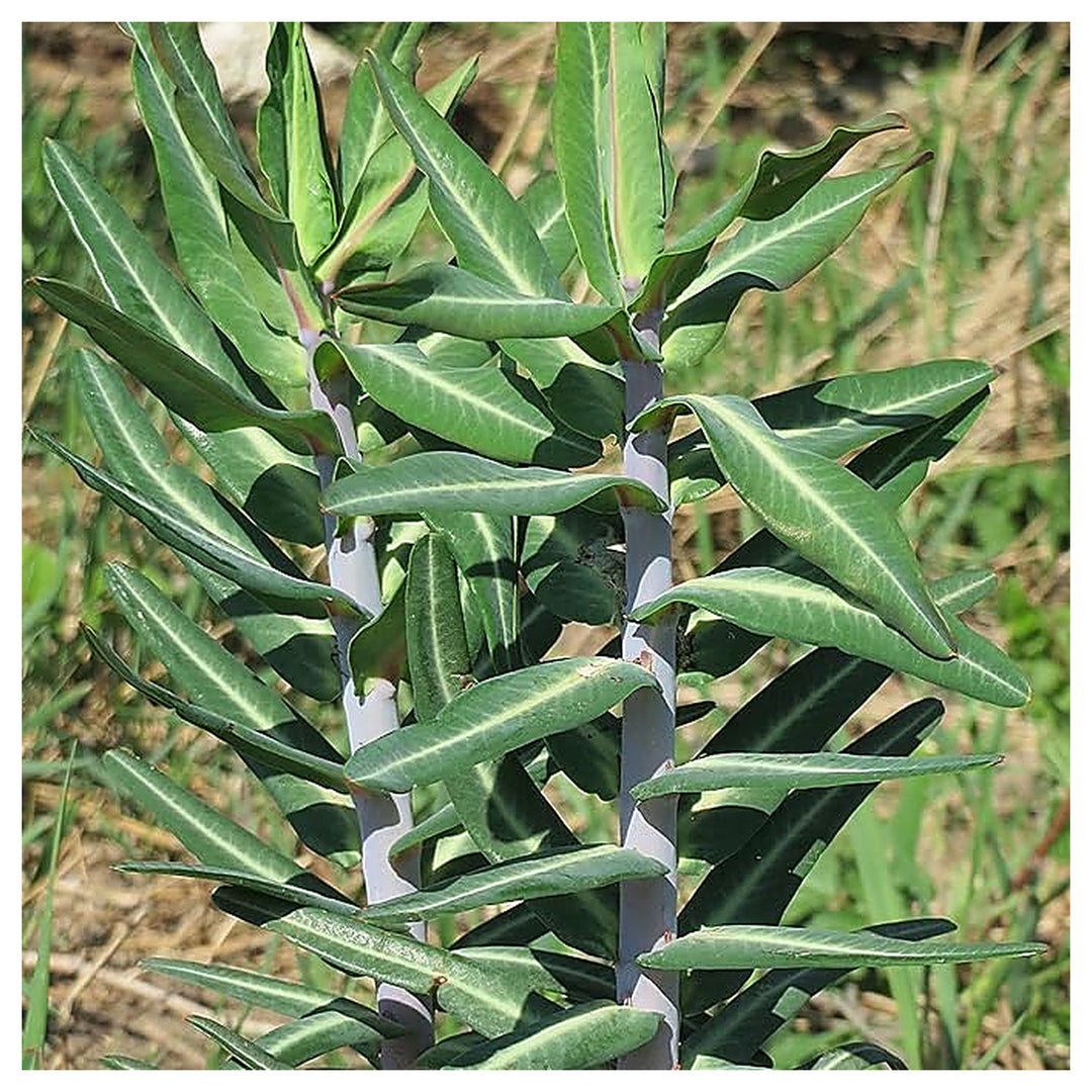 Heirloom Euphorbia Lathyris Flower Seeds for Planting, Non-GMO, Healthy and Vibrant Blooms | Neera Seeds product photo [neera-v4-1742cdce17095a5ef7b3]