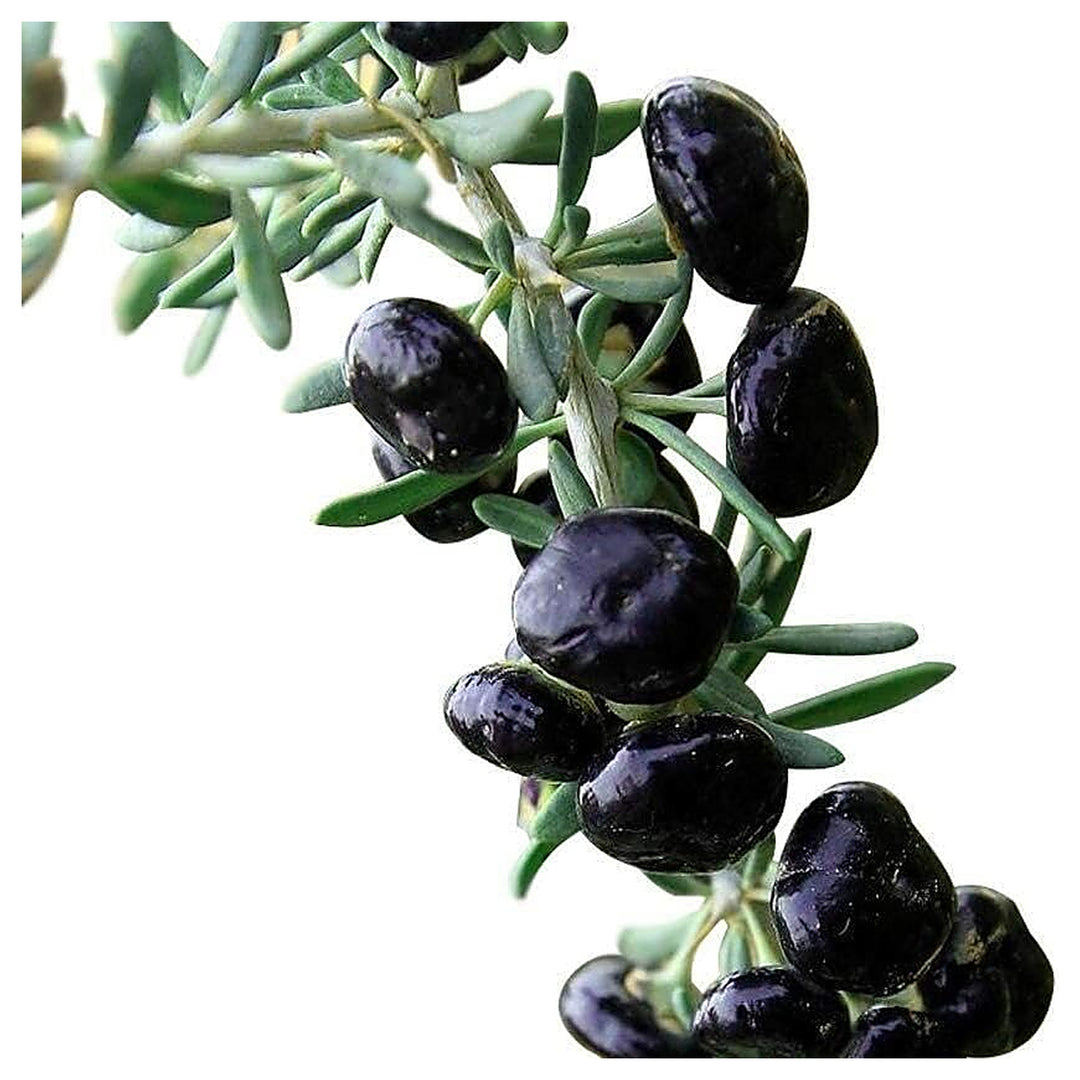 Jamaica Cherry Fruit Seeds for Planting – Tropical Treasure, Heirloom, Non-GMO & Organic Garden Seeds | Neera Seeds product photo [neera-v4-174bfb764be8fdff6265]