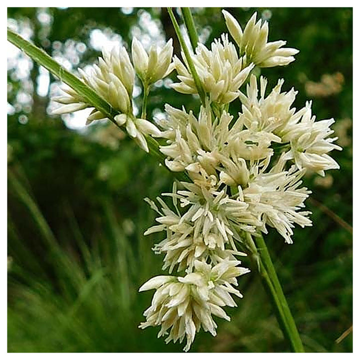 Luzula Nivea Seeds for Planting – Snowy Woodrush, Ornamental Grass Seeds for Shade, Perennial, Non-GMO | Neera Seeds product photo [neera-v4-1755b9051ec2ebcaf631]