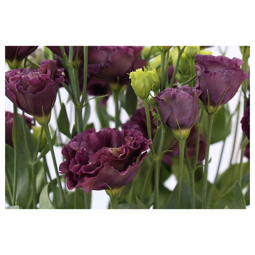 Lisianthus Roseanne Black Pearl Seeds for Planting – Heirloom Non-GMO Flower Seeds, Rare & Elegant Garden Blooms | Neera Seeds product photo [neera-v4-175ae3c4f1e7c76d8962]