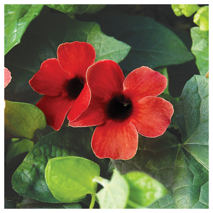 Heirloom Thunbergia Alata Black-Eyed Susan wildflower seed for planting - Non-GMO seeds | Neera Seeds product photo [neera-v4-1766804fe67088cddfb0]