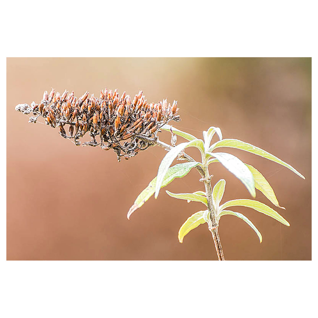 Brown Buddleja Flower Seeds for Planting – Heirloom, Non-GMO, High Germination Organic Garden Seeds | Neera Seeds product photo [neera-v4-1772cf06a79b42d9fda6]