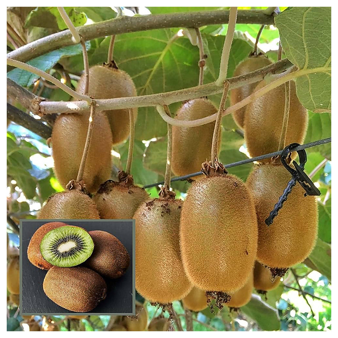 Kiwi Hayward Seeds – High-Yield, Cold Hardy Fruit Seeds for Garden Planting | Neera Seeds product photo [neera-v4-17761b76e49eab6db0c9]