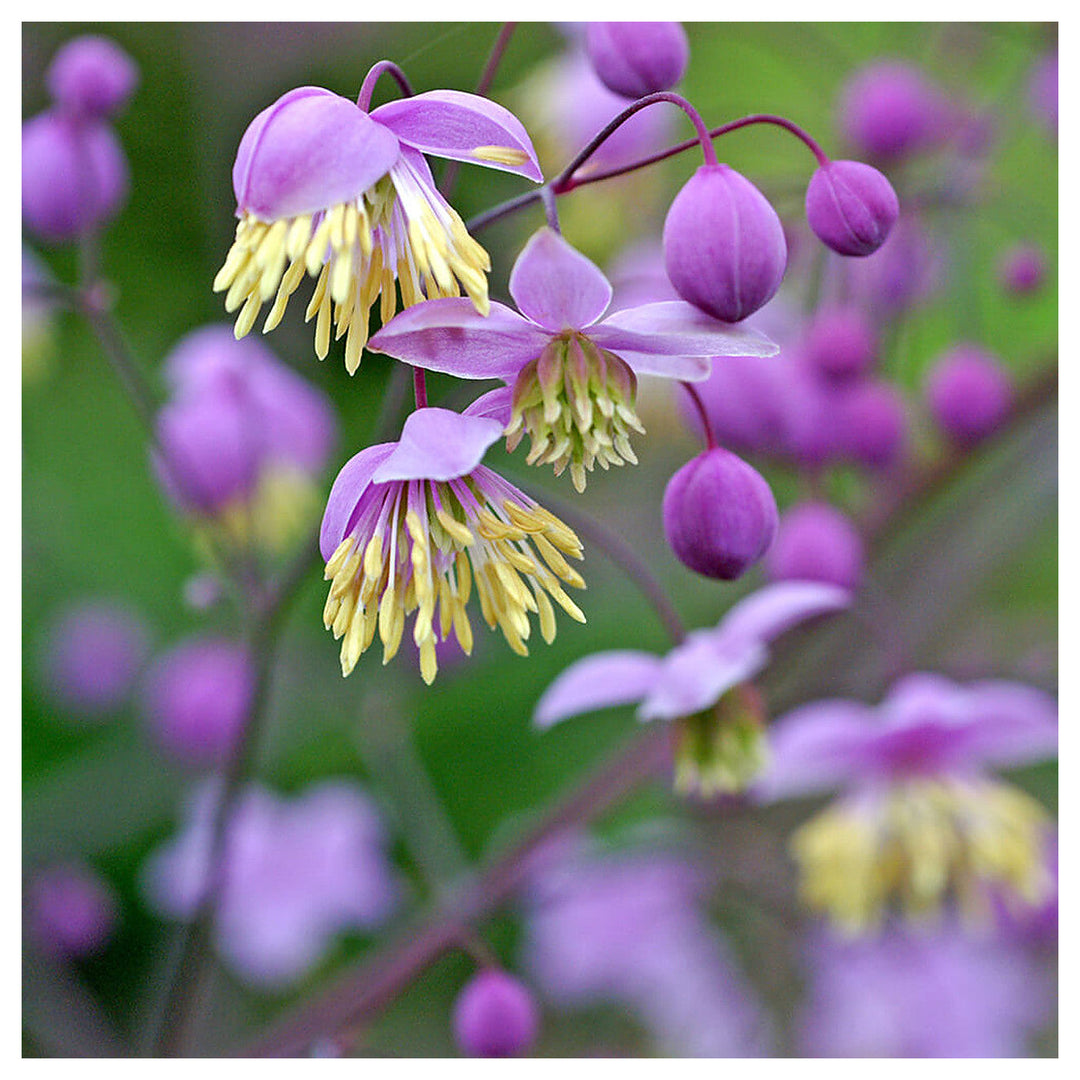 Thalictrum Flower Seeds – Heirloom, Non-GMO Seeds for Planting Delicate Airy Blooms | Neera Seeds product photo [neera-v4-1782e11abb25e2ac3da6]