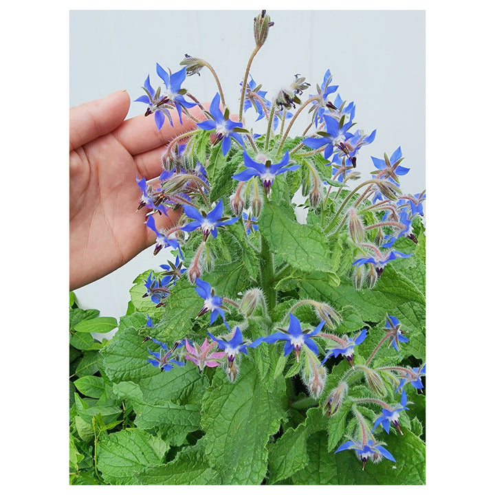 Dark Blue Borago Flower Seeds for Planting – Heirloom, Non-GMO, High Germination, Organic Garden Seeds | Neera Seeds product photo [neera-v4-17b9cdcd614ebc11b251]