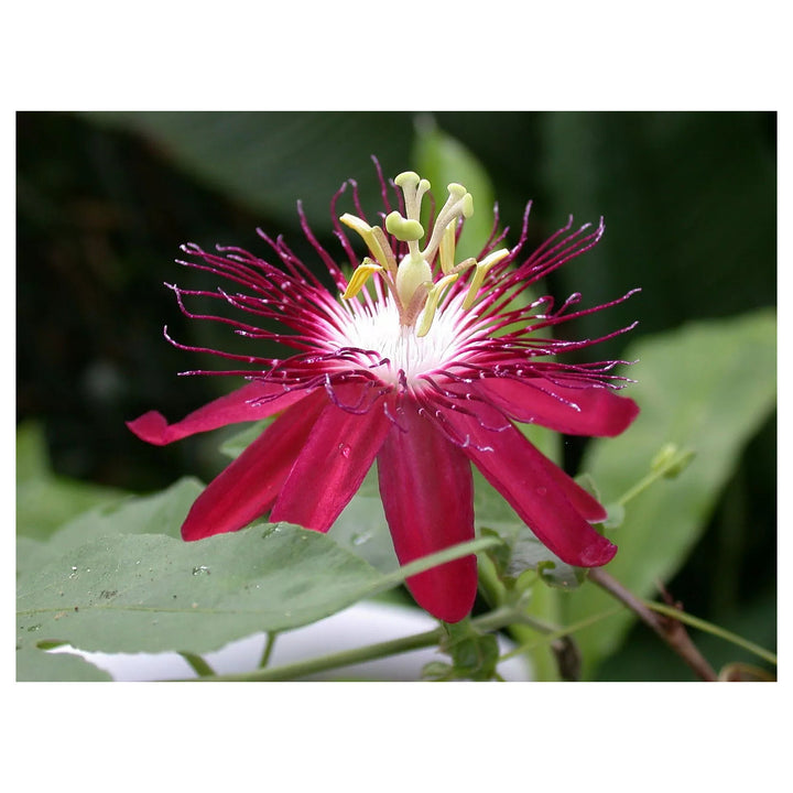 Heirloom Passion Flower Seeds, Non-GMO Exotic Vining Blooms for Tropical Garden Planting | Neera Seeds product photo [neera-v4-17c4eb3e8f700b228f3b]