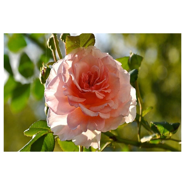 Pink Dawn Rose Plant Seeds for Planting Non-GMO Heirloom Garden Seeds for Growing Beautiful Flowers | Neera Seeds product photo [neera-v4-17f1f2233d1fe791cf44]