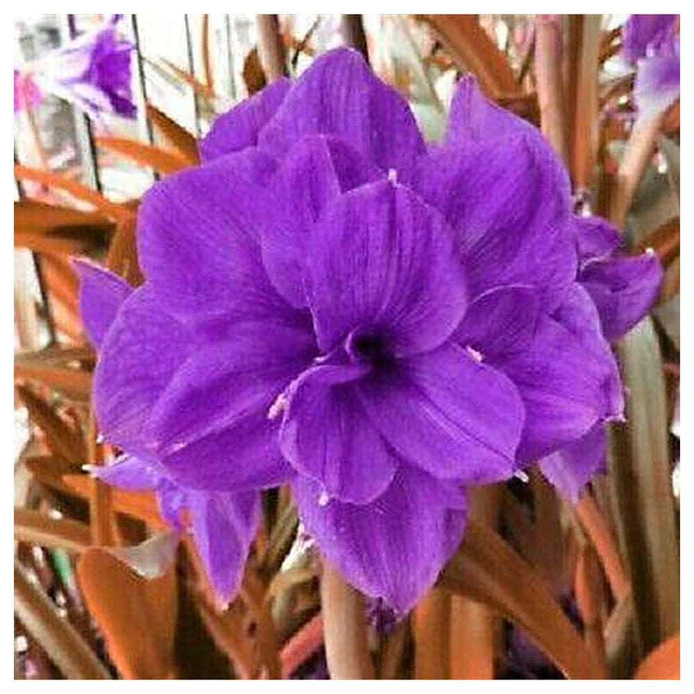 Amaryllis Flower Seeds for Planting – Heirloom Non-GMO 100 pcs Fragrant and Elegant Garden Blooms | Neera Seeds product photo [neera-v4-17f87c3c246a70855a17]