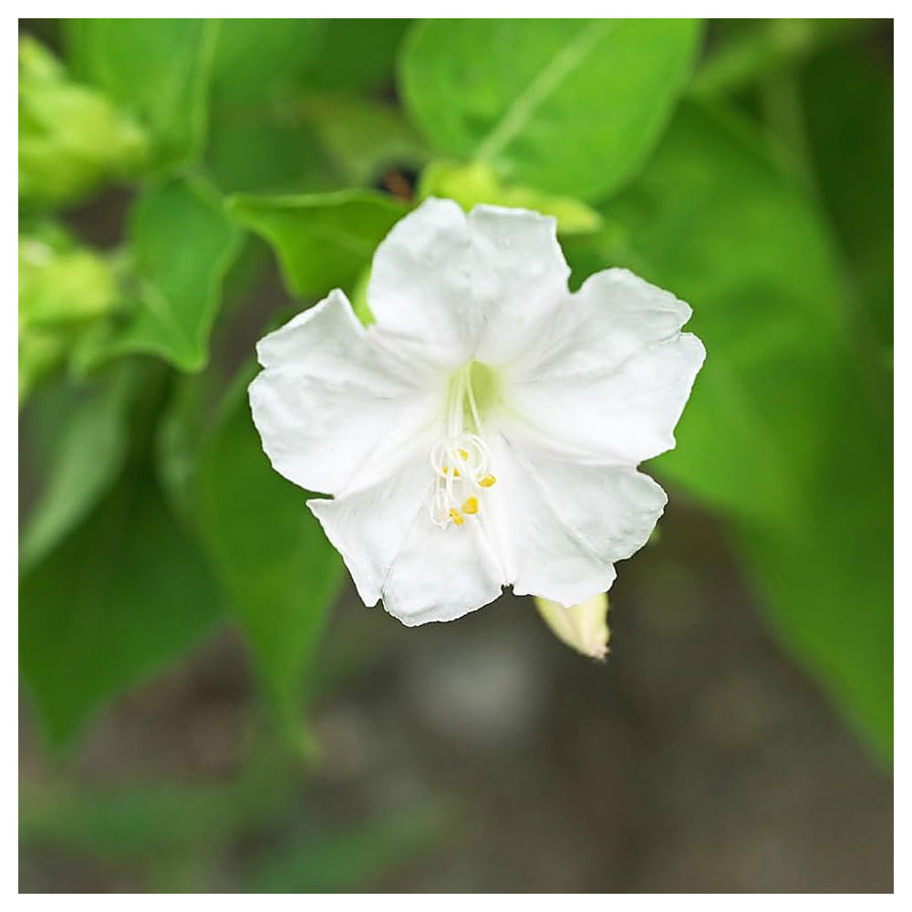 White Mirabilis Flower Seeds – Heirloom Non-GMO High Germination Organic Garden Seeds for Planting | Neera Seeds product photo [neera-v4-1804bf48309209a010e7]