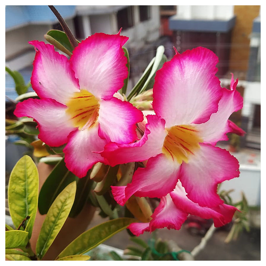 Dorset Adenium Flower Seeds – Heirloom Non-GMO Desert Rose Blooms for Unique Garden Planting | Neera Seeds product photo [neera-v4-18052fae99819bbafce2]
