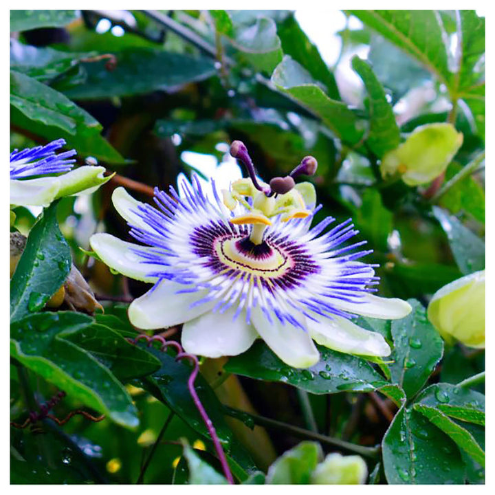Yellow Violet Passion Flower Seeds for Planting – Heirloom, Non-GMO, High Germination Exotic Climbing Vine Seeds | Neera Seeds product photo [neera-v4-181b93eec852ae3101e4]