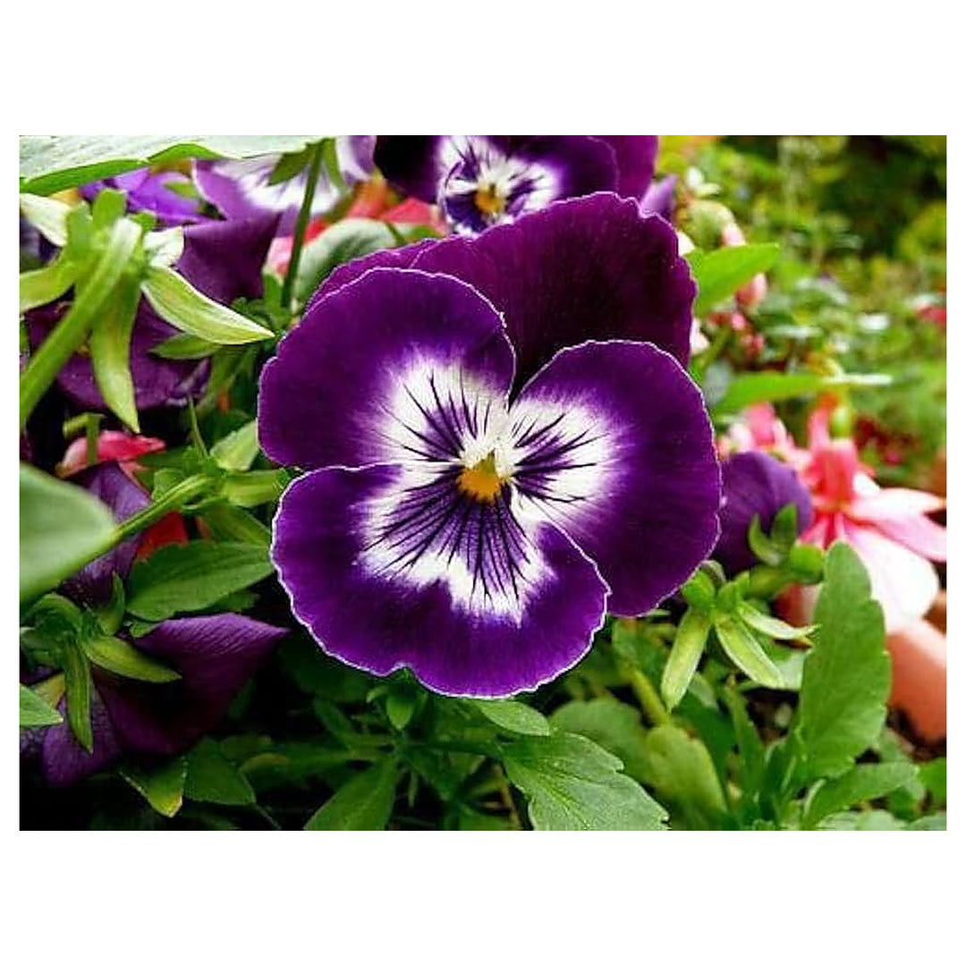 Violet &amp; White Pansy Heirloom Non-GMO Seeds for Planting – High Germination Organic Garden Seeds | Neera Seeds product photo [neera-v4-181f88b71c7fa5ee340d]
